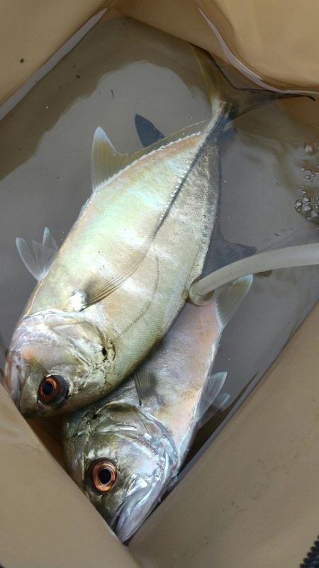 朝マズメ　メッキゲーム